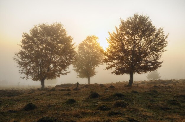 herfst mistige ochtend in de Karpaten, Oekraïne