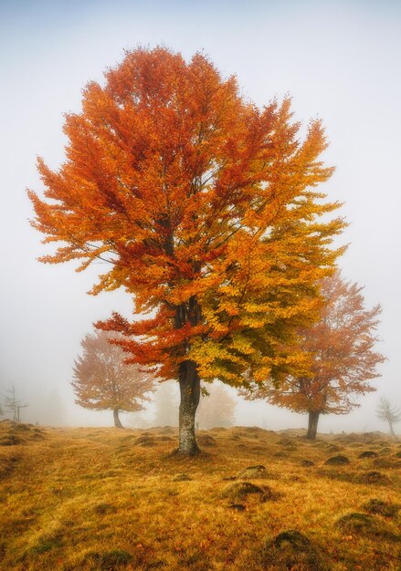 herfst mistige ochtend in de Karpaten, Oekraïne