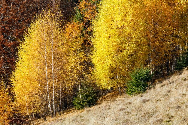 Herfst mistige uitzicht op de bergen met geel gebladerte van berkenbomen op de helling.