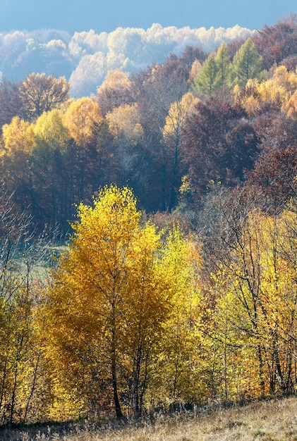 Herfst mistige uitzicht op de bergen met geel gebladerte van berkenbomen op de helling.