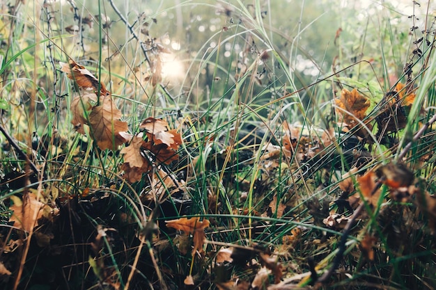 Herfst Mooie herfst gele en bruine bladeren in het gras op de grond in zonnig warm bos Herfst achtergrond Eik blad Hallo herfst