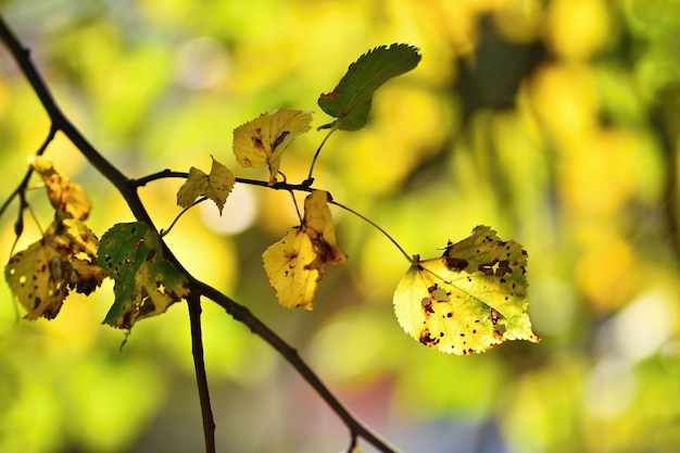 Herfst Mooie kleurrijke bladeren aan bomen in de herfst Natuurlijke seizoensgebonden kleur achtergrond