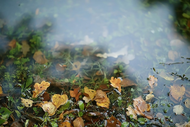 Herfst natte bladeren achtergrond / herfst achtergrond, gele bladeren gevallen van de bomen, val van de bladeren, herfst park