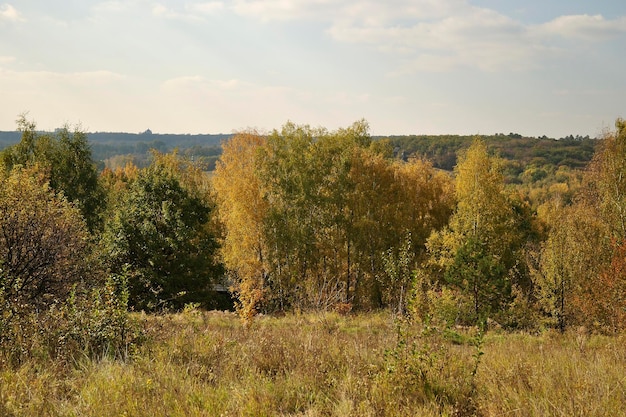 Herfst natuur gele bladeren aan de bomen