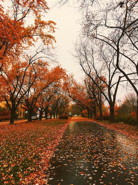 Herfst natuur in park herfstbladeren en bomen buiten