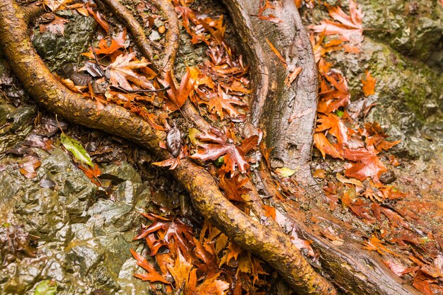 Herfst natuur met rotsen en bladeren