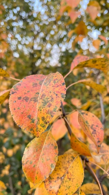 Herfst natuur rode perenboom bladeren Regendruppels op bladeren Groene bomen