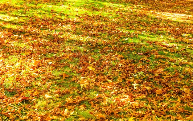 Herfst natuur scène achtergrond bladeren en bomen buitenshuis