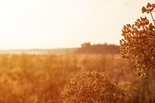 herfst natuurlijk landschap van goudbruin droog verdord gras stro en paraplu wiet plant met zaden in het achtergrondlicht van de horizon van het veld. ochtend russische dageraad in de weide op de natuur. gloed