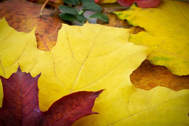 Foto herfst natuurlijke achtergrond helder gevallen bladeren kleurrijk gebladerte