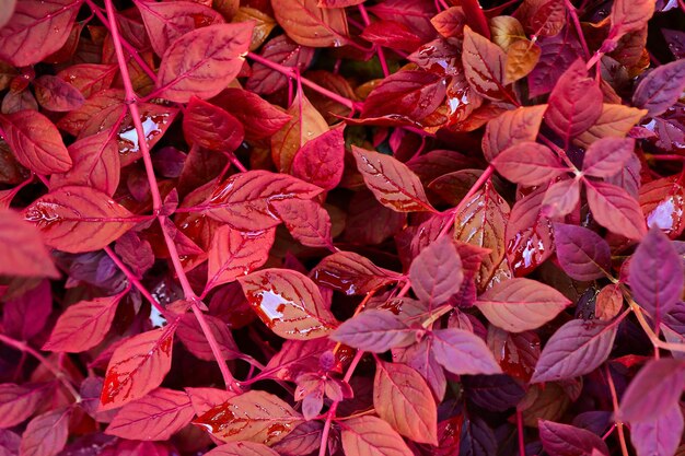 Herfst natuurlijke achtergrond met blauw paars lila rode bladeren