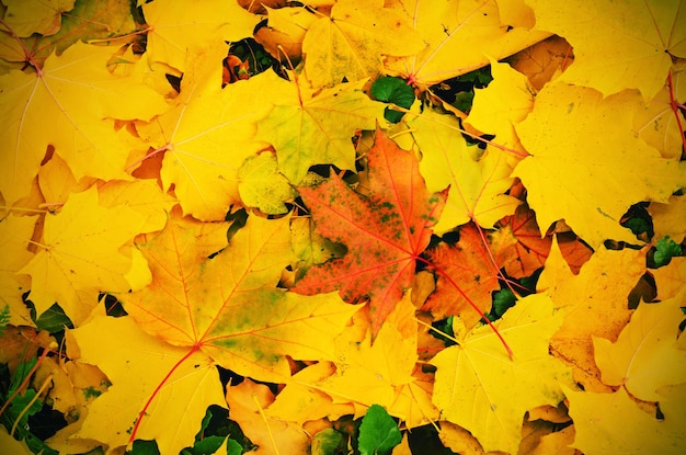 Herfst natuurlijke achtergrond met kleurrijke esdoorn bladeren