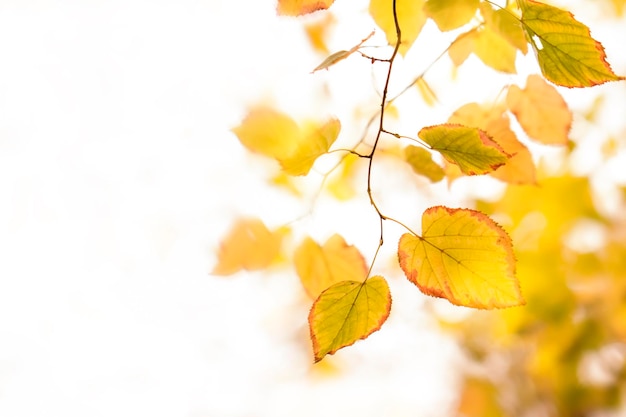 Herfst natuurlijke bokeh achtergrond met gele bladeren en gouden zonlicht vallen natuurlandschap