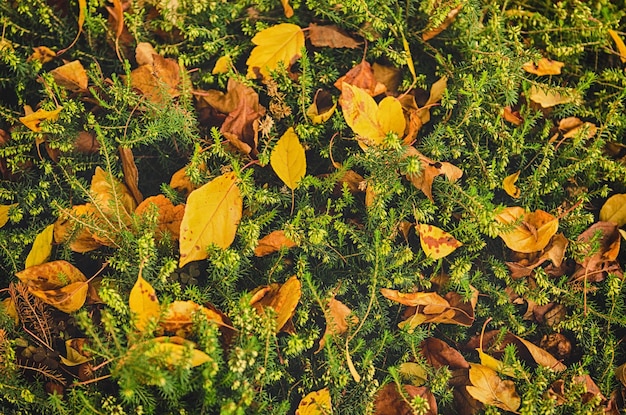 Herfst natuurlijke seizoensgebonden achtergrond met bladeren en mos vintage hipster afbeelding