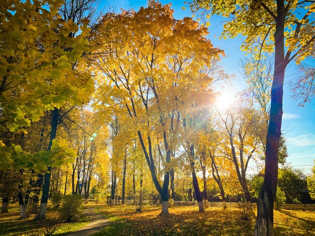 Herfst oktober bos tegen blauwe lucht selectieve focus