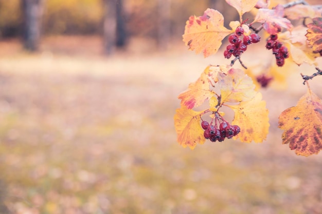 Herfst onscherpe achtergrond met meidoorntak en bessen op de voorgrond