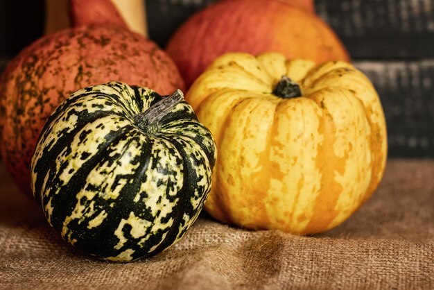 Foto herfst oogst pompoenen van verschillende vormen en kleuren op jute zak met zwarte houten achtergrond