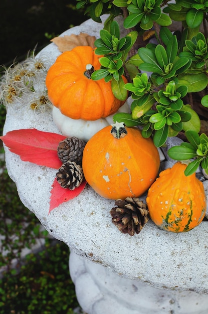 Herfst oogst van kleine verschillende oranje pompoenen close-up. Bovenaanzicht. Oogst. Voedsel