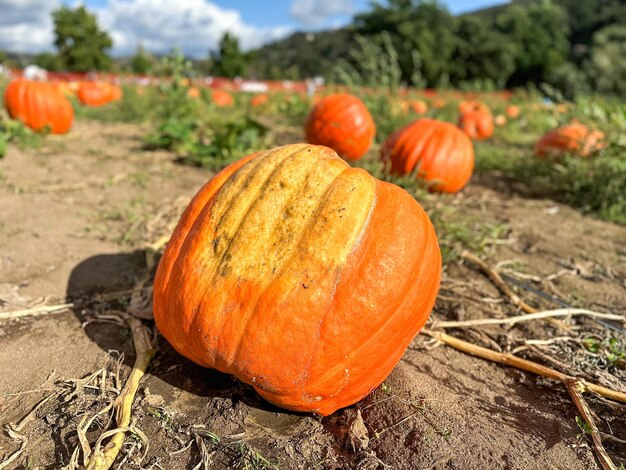 Herfst oogst van sinaasappel pompoenen op de heuvel kant boeren veld hoge kwaliteit foto