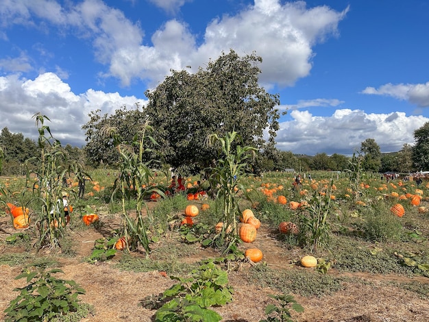 Herfst oogst van sinaasappel pompoenen op de heuvel kant boeren veld hoge kwaliteit foto