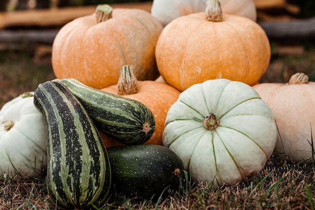 Herfst oogst van squash en pompoen buiten in de tuin op het gras, horizontale foto.