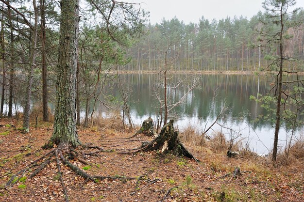 Herfst op het bosmeer