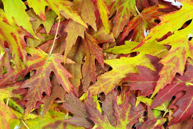 Herfst oranje bladeren