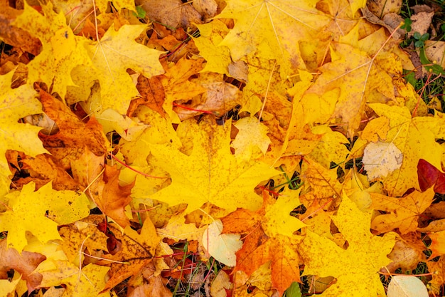 Herfst oranje bladeren