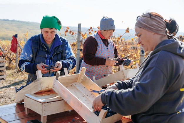 Herfst overvloed arbeiders omringd door de weelderige wijnstokken het oogsten van druiven moldavië oct