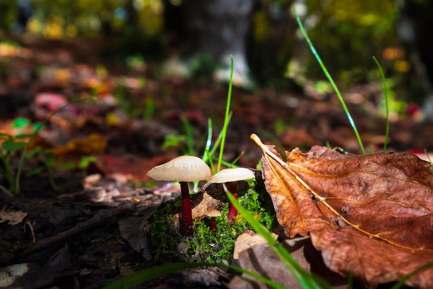 Herfst paddestoelen in het bos