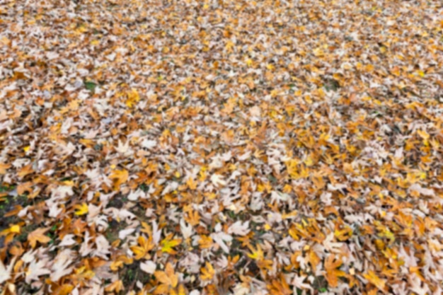 Herfst Park bewolkt