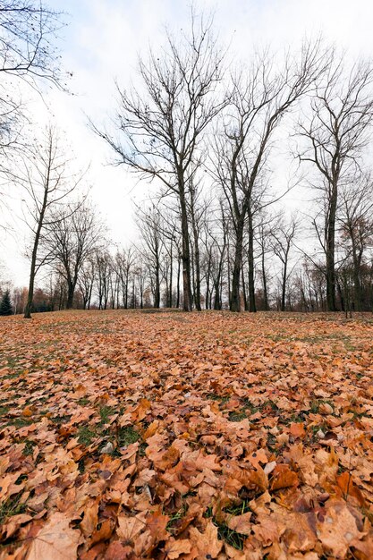 Herfst Park bewolkt