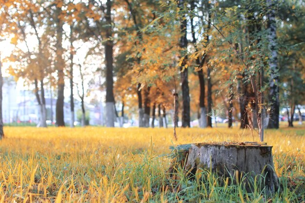 Herfst park blad zon