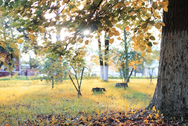 Herfst park blad zon