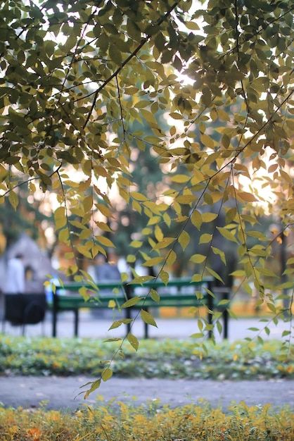 Herfst park blad zon