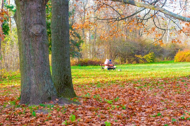 Herfst park en mensen zitten op de bank