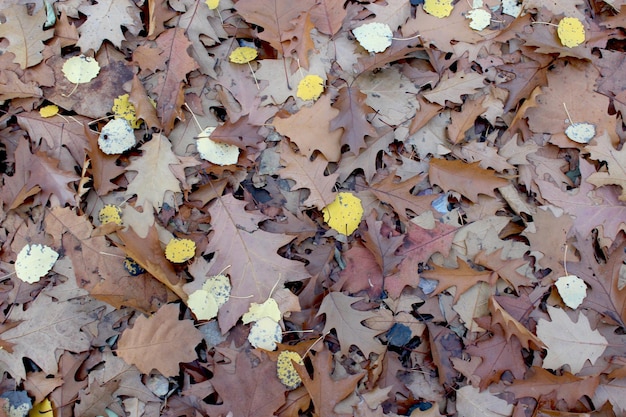 Foto herfst park met mooie en gele bladeren