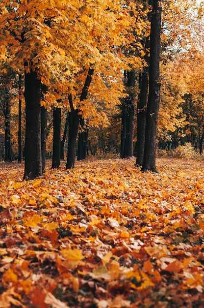 Herfst park van bomen en gevallen herfstbladeren op de grond in het park op een zonnige oktoberdag.