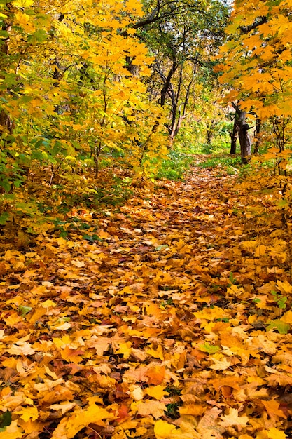 Herfst park