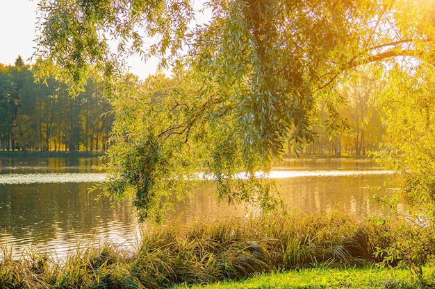 Herfst parklandschap met een meer. Herfst. Een nieuw seizoen. Prachtig landschap. Gele bomen. Foto's voor gedrukte producten. Een artikel over de herfst.