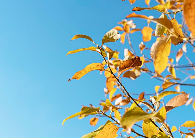 Herfst plant achtergrond met appelboom takken met gele bladeren tegen blauwe hemel herfstseizoen