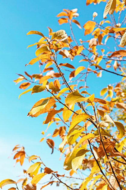 Herfst plant achtergrond met appelboom takken met gele bladeren tegen blauwe lucht kopieer ruimte herfst seizoen schoonheid in de natuur