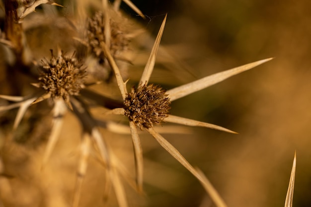 Herfst plant close-up