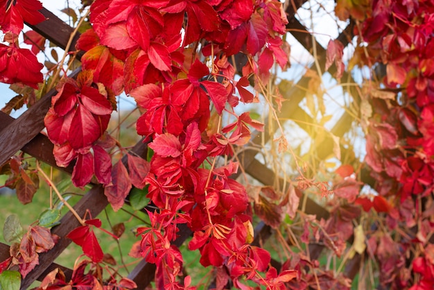 Herfst plant gebladerte rode natuurpark houten retro hek Mooie herfst landschap