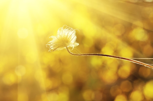 Herfst plant