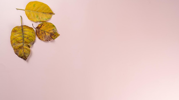 Herfst plat lag achtergrond op roze achtergrond