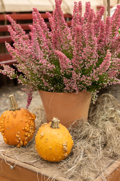 Herfst pompoen achtergrond. sluit omhoog van minipompoenen bij landbouwersmarkt