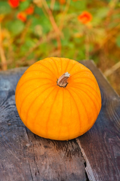 Herfst pompoen op hout