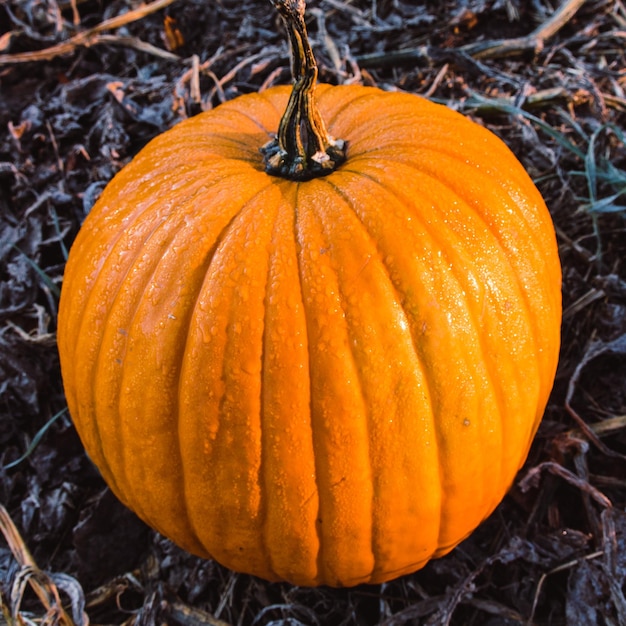 Foto herfst pompoen voor halloween feest