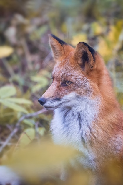 Herfst portret van wilde vos in Russisch bos